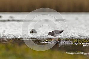 Redshank (Tringa totanus