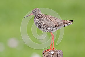 Redshank (Tringa totanus).