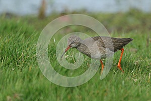 A Redshank, Tringa totanus, feeding along the edge of a marshy area in a field in springtime.