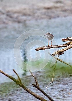 Redshank (Tringa totanus) Spotted in Clontarf