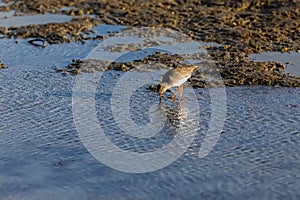 Redshank Tringa totanus , in wetlands in Kalohori in north Gre photo