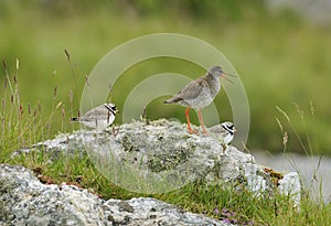 Redshank with two Ringed Plovers