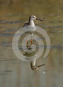 Redshanks at Asker marsh with reflection on water, Bahrain photo