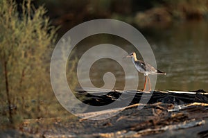 Redshanks and the garbage dump at Asker Marsh, Bahra