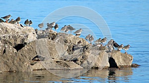 Redshanks, tringa totanus, standing on rocks