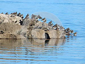 Redshanks, tringa totanus, standing on rocks