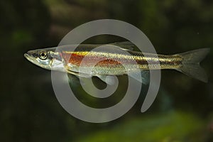 The Redside dace Clinostomus elongatus.