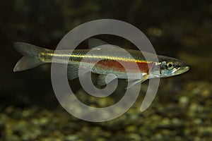 The Redside dace Clinostomus elongatus.