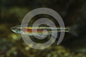 The Redside dace Clinostomus elongatus.