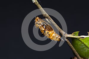 Redspot Jezebel pupa