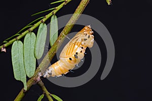 Redspot Jezebel pupa