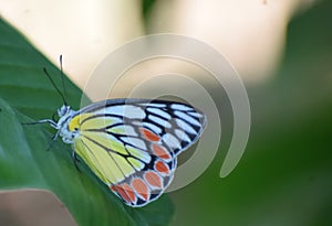 Redspot Sawtooth - Prioneris philonome, beautiful colored butterfly from Asian meadows nad woodlands