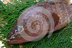 Redspotted grouper