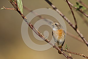 Redstart