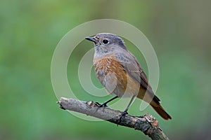 Redstart