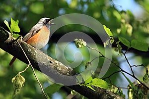 Redstart bird