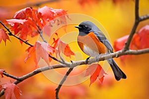 redstart bird flitting among fall-colored leaves photo