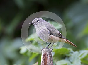 The Redstart bird lat. Phoenicurus ochruros male.