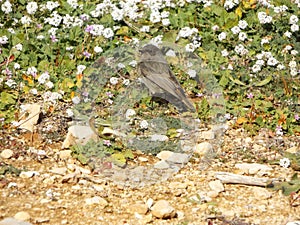 Redstart in Hedgerow