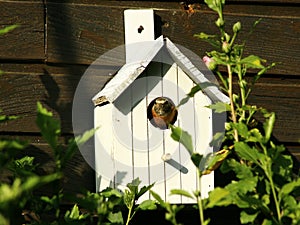 A redstart in its nesting box