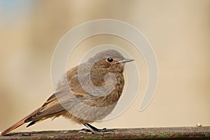 Redstart nestling