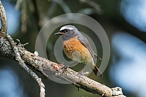 Redstart perching on a pine twig