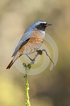 Redstart  Phoenicurus phoenicurus  . resting on a branch photo