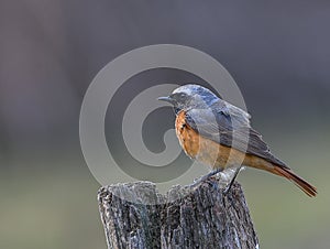 Common Redstart - Phoenicurus phoenicurus photo