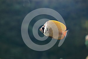 Redtail butterflyfish