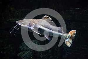 Redtail catfish Phractocephalus hemioliopterus.