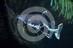 Redtail catfish Phractocephalus hemioliopterus.