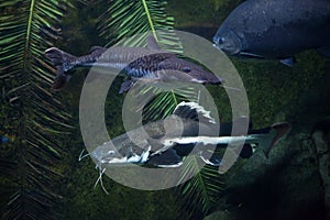 Redtail catfish Phractocephalus hemioliopterus and tiger sorub