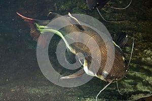 Redtail catfish (Phractocephalus hemioliopterus).