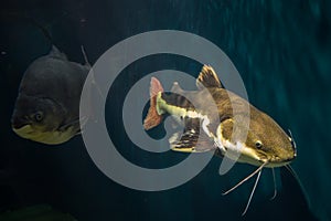 Redtail Catfish