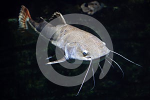 Redtail catfish & x28;Phractocephalus hemioliopterus& x29;.