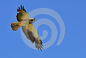 Redtail Hawk