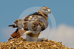 Redtail Hawk