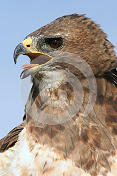 Redtail Hawk Closeup