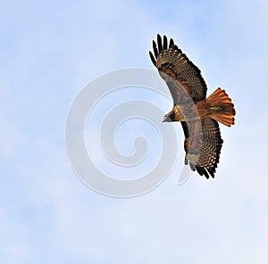 Redtail hawk flying overhead