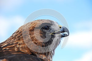 Redtail Hawk Headshot Looking Right