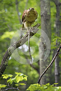 Redtail hawk in a tree, feeding on a garter snake.