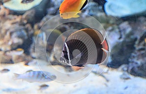 Redtailed butterflyfish, Chaetodon collare