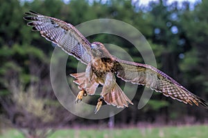 Redtailed hawk