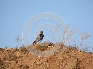 Redtailed Hawk with blue sky background