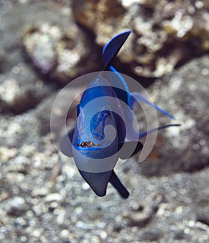 Redtooth triggerfish