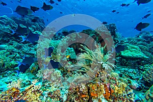 Redtooth Triggerfish in Coral Reef