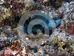 Redtooth Triggerfish Odonus niger