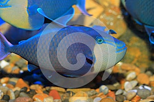 Redtooth triggerfish