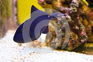 Redtoothed Triggerfish in the aquarium