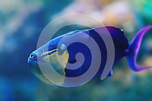 Redtoothed Triggerfish - Marine Fish